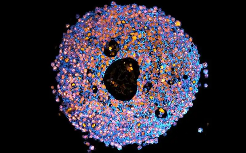 Мини-плаценты впервые напечатаны на 3D-принтере