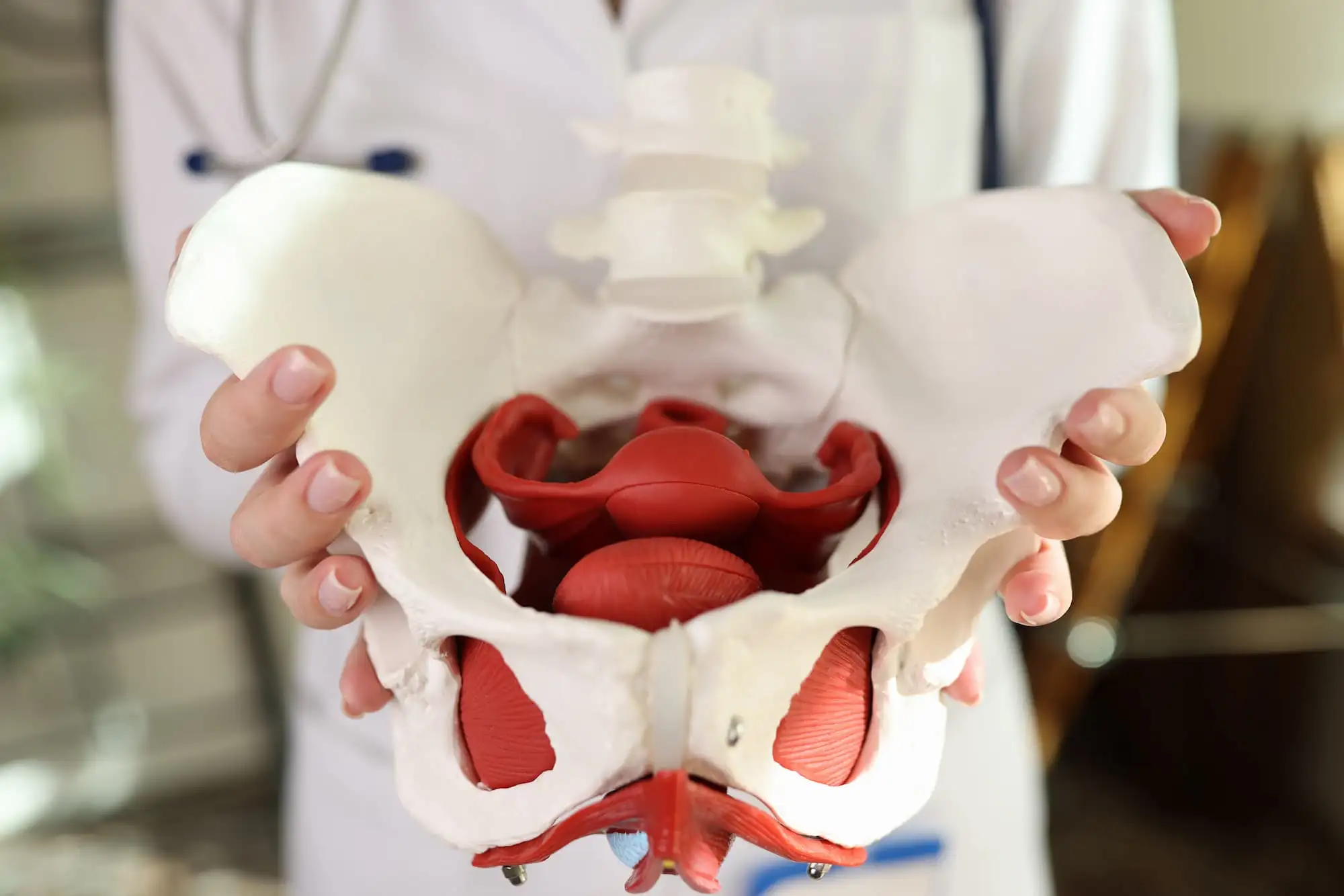 Female pelvic cavity