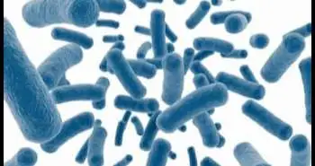 Probiotics proven beneficial for childhood abdominal pain