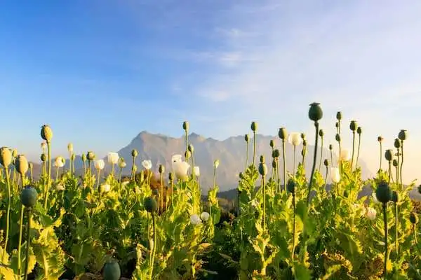 Правительственная комиссия поддерживает отмену запрета на выращивание опийного мака