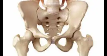 Оценка взаимосвязи между площадью поперечного сечения мышц бедра и интенсивностью боли в области тазобедренного сустава и его функцией у пациентов с остеоартрозом легкой или умеренной степени тяжести