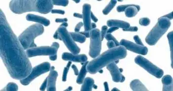 Микробиота кишечника влияет на тяжесть течения COVID-19 и иммунный ответ
