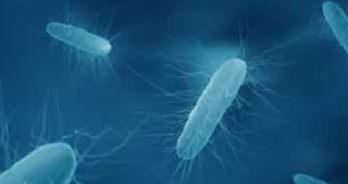 Экспериментальный препарат на основе микробиоты успешно справился с инфекцией Clostridioides difficile