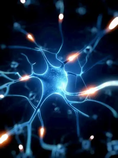 Neurons