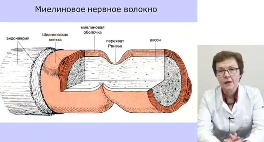 Зиновьева О.Е. Полиневропатии. Вопросы патогенеза, диагностики и лечения.